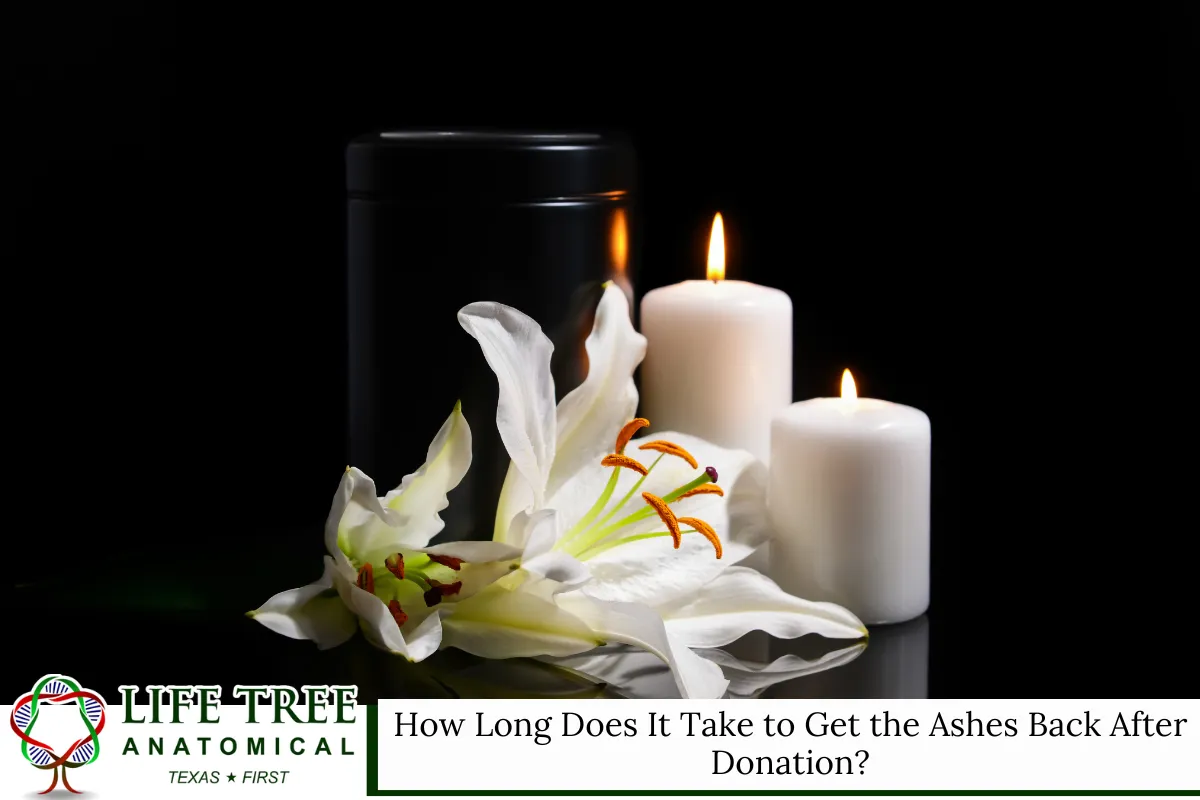 How Long Does It Take to Get the Ashes Back After Donation?