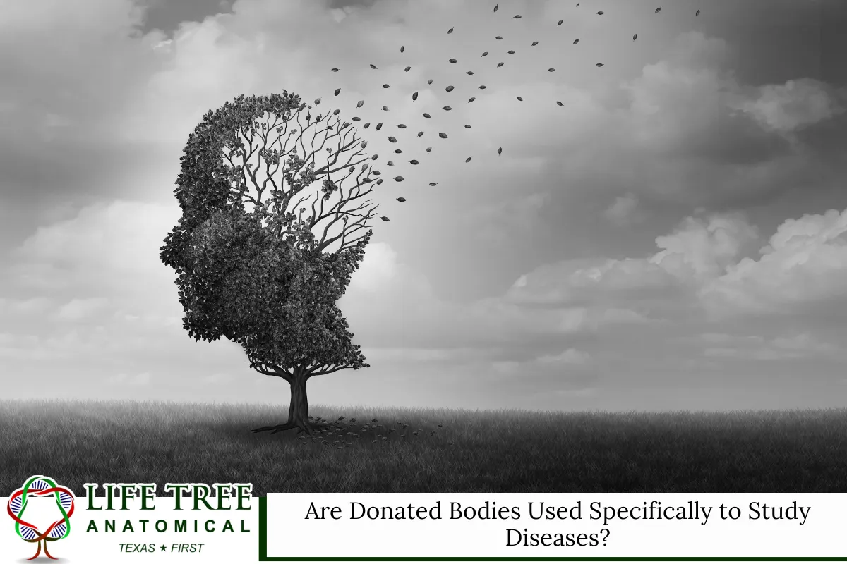 Are Donated Bodies Used Specifically to Study Diseases?