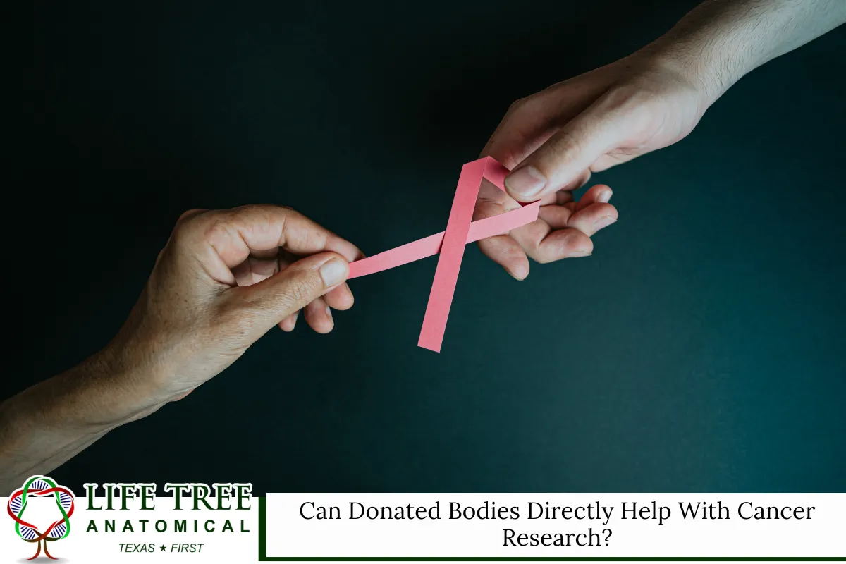 Can Donated Bodies Directly Help With Cancer Research?
