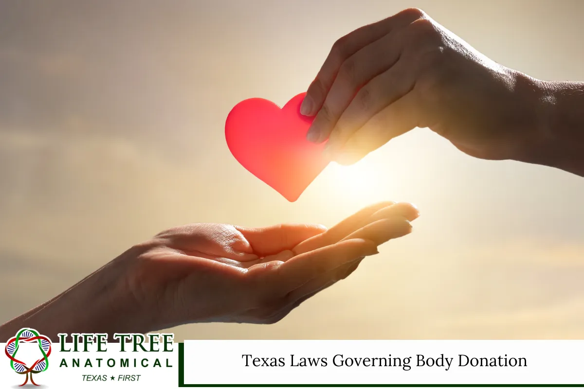 Texas Laws Governing Body Donation