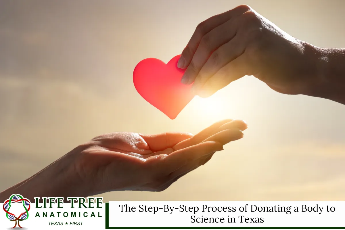 The Step-By-Step Process of Donating a Body to Science in Texas