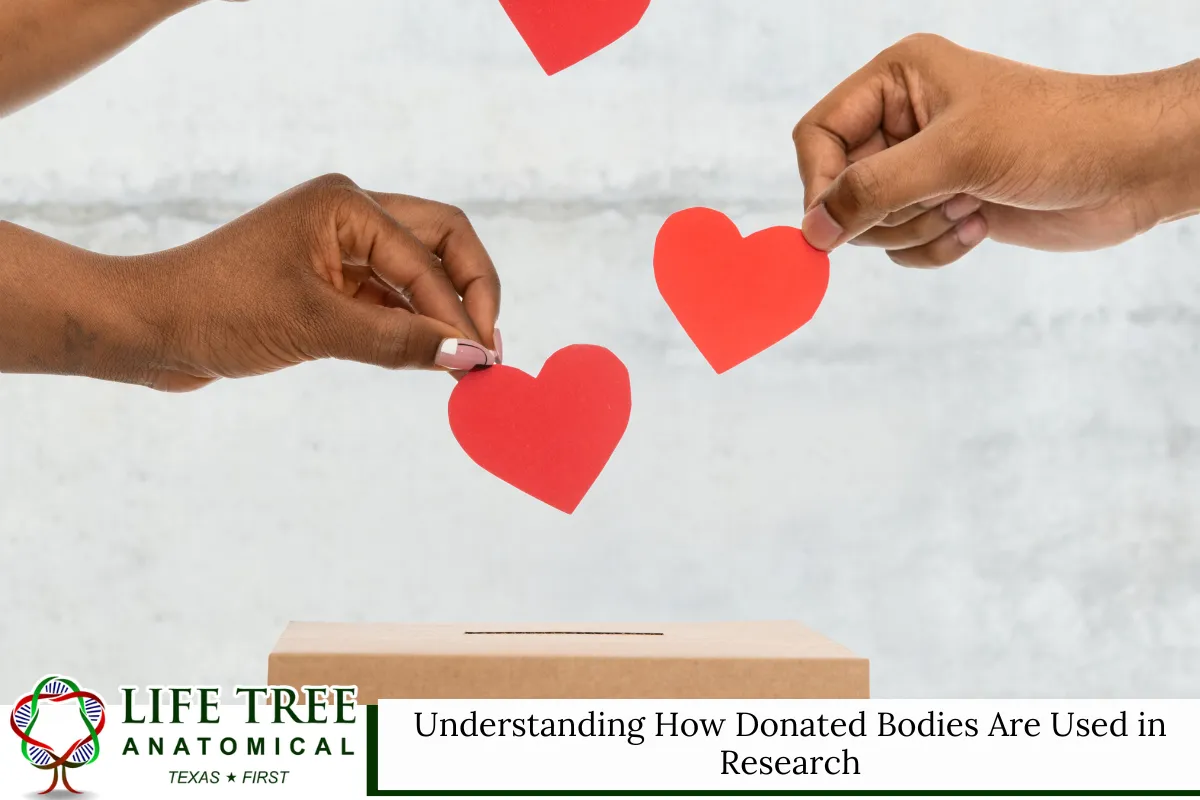 Understanding How Donated Bodies Are Used in Research