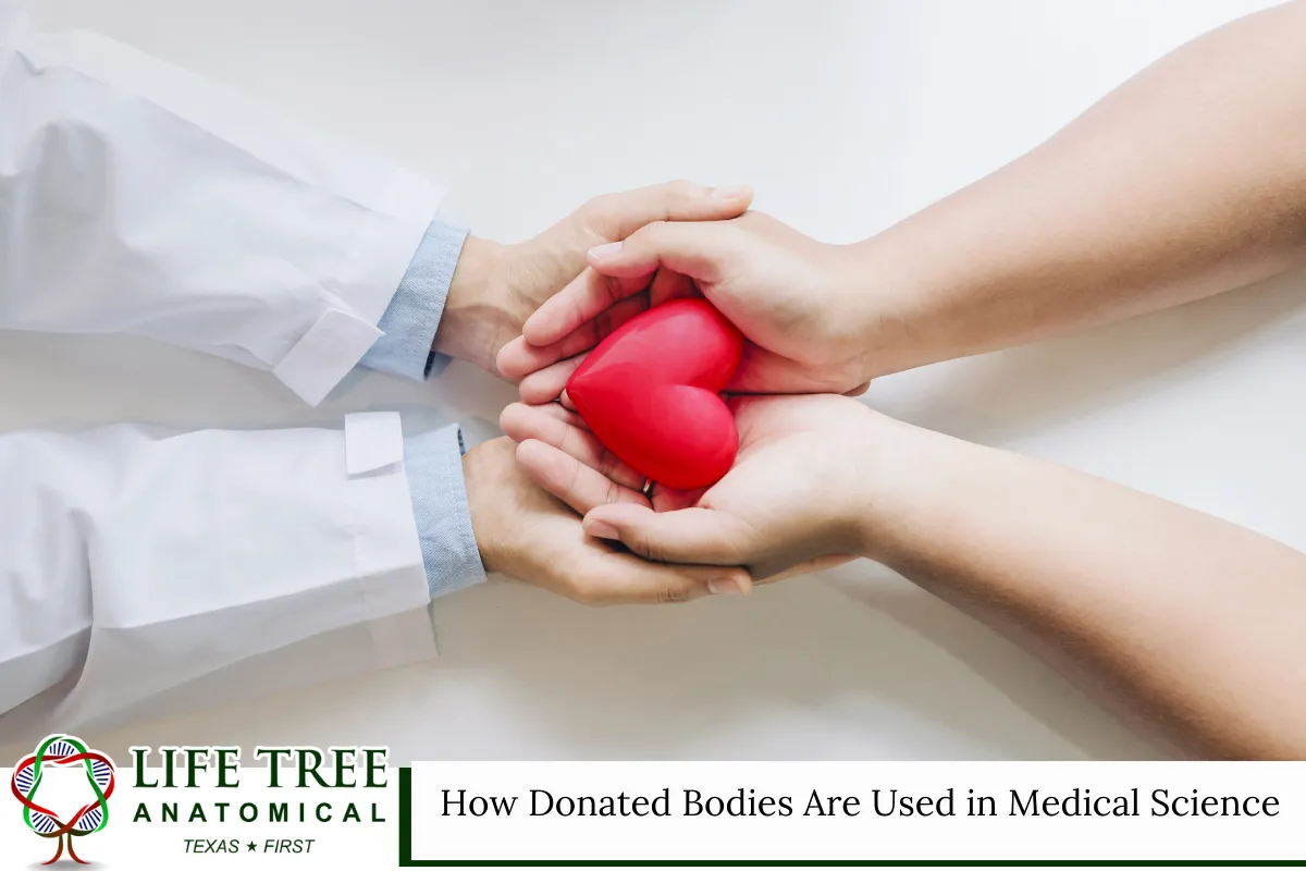 How Donated Bodies Are Used in Medical Science