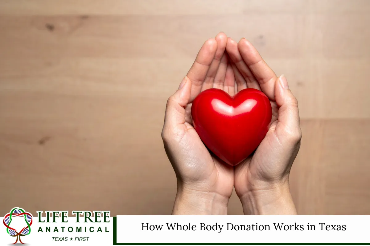How Whole Body Donation Works in Texas