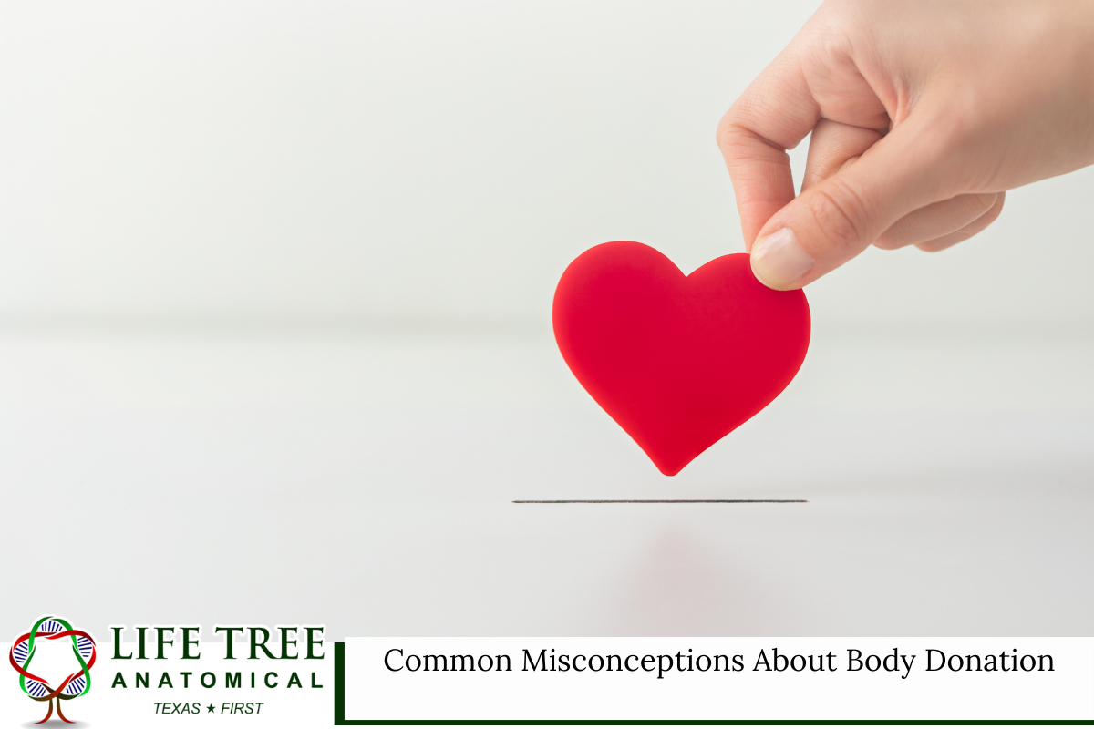 Common Misconceptions About Body Donation