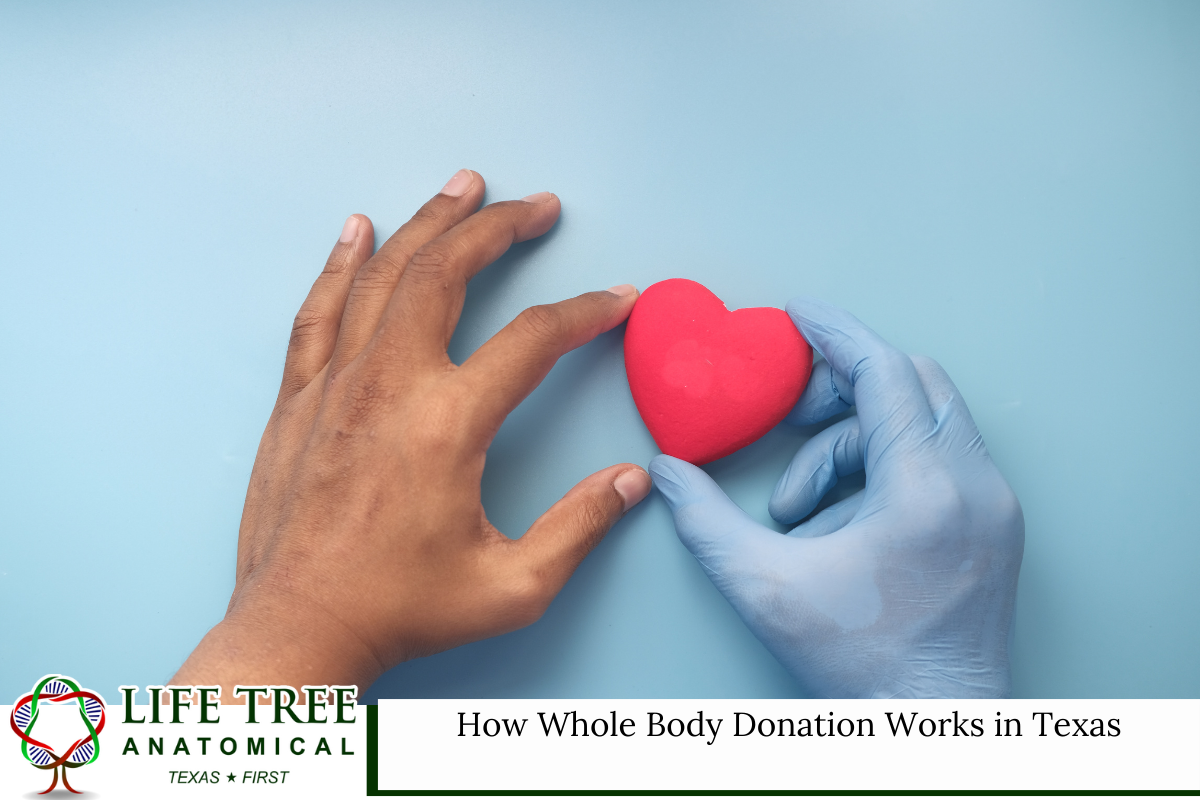 How Whole Body Donation Works in Texas