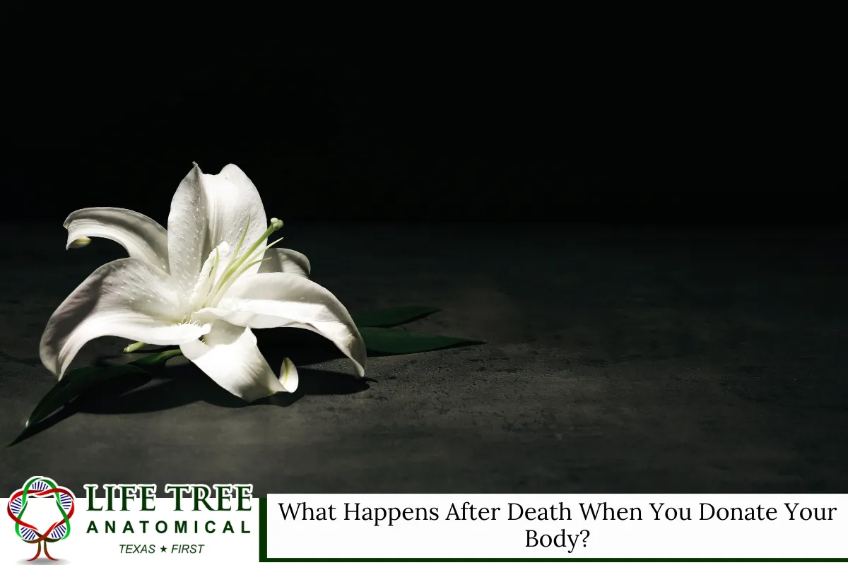 What Happens After Death When You Donate Your Body