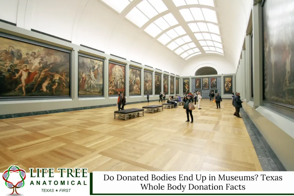 Do Donated Bodies End Up in Museums Texas Whole Body Donation Facts