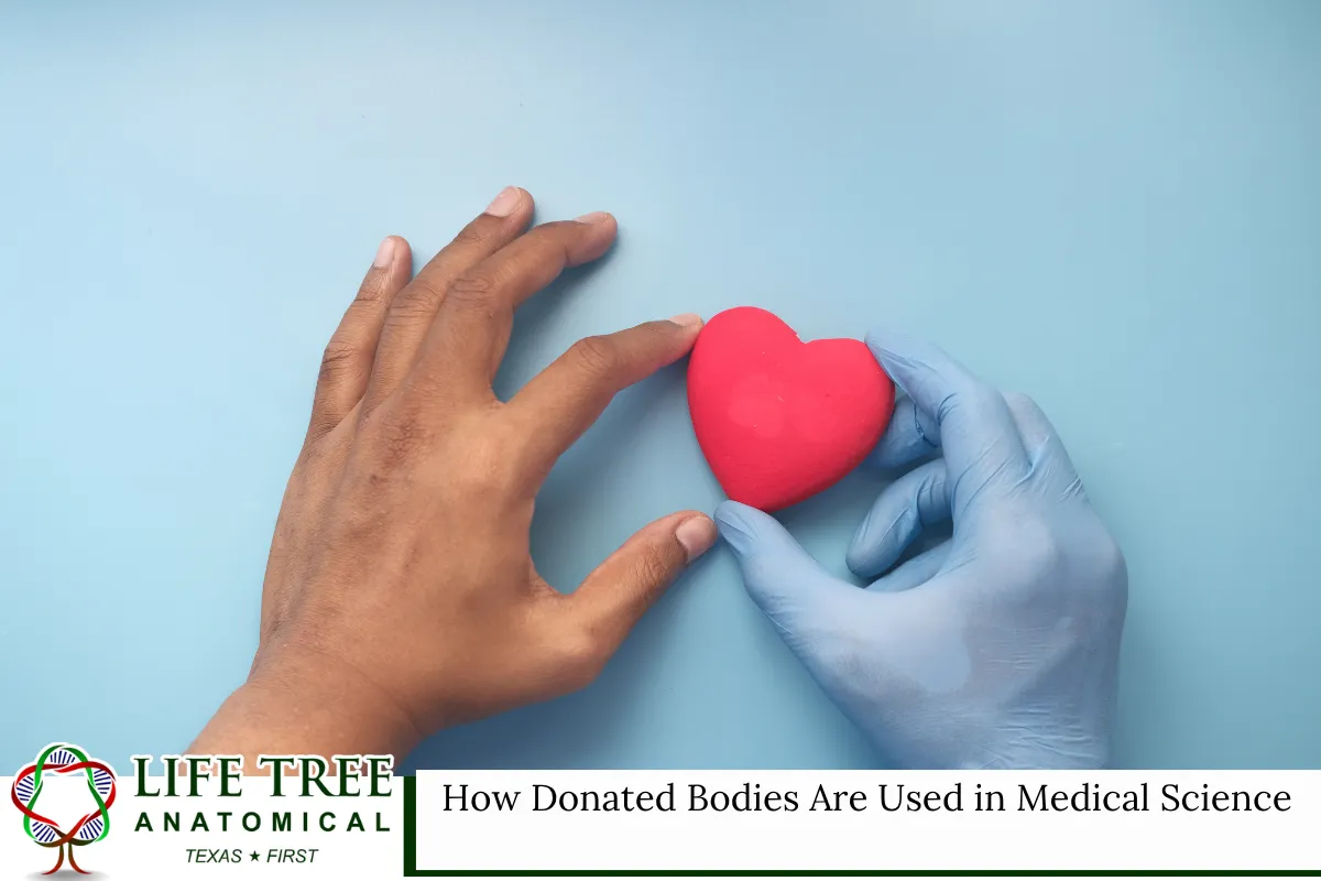 How Donated Bodies Are Used in Medical Science