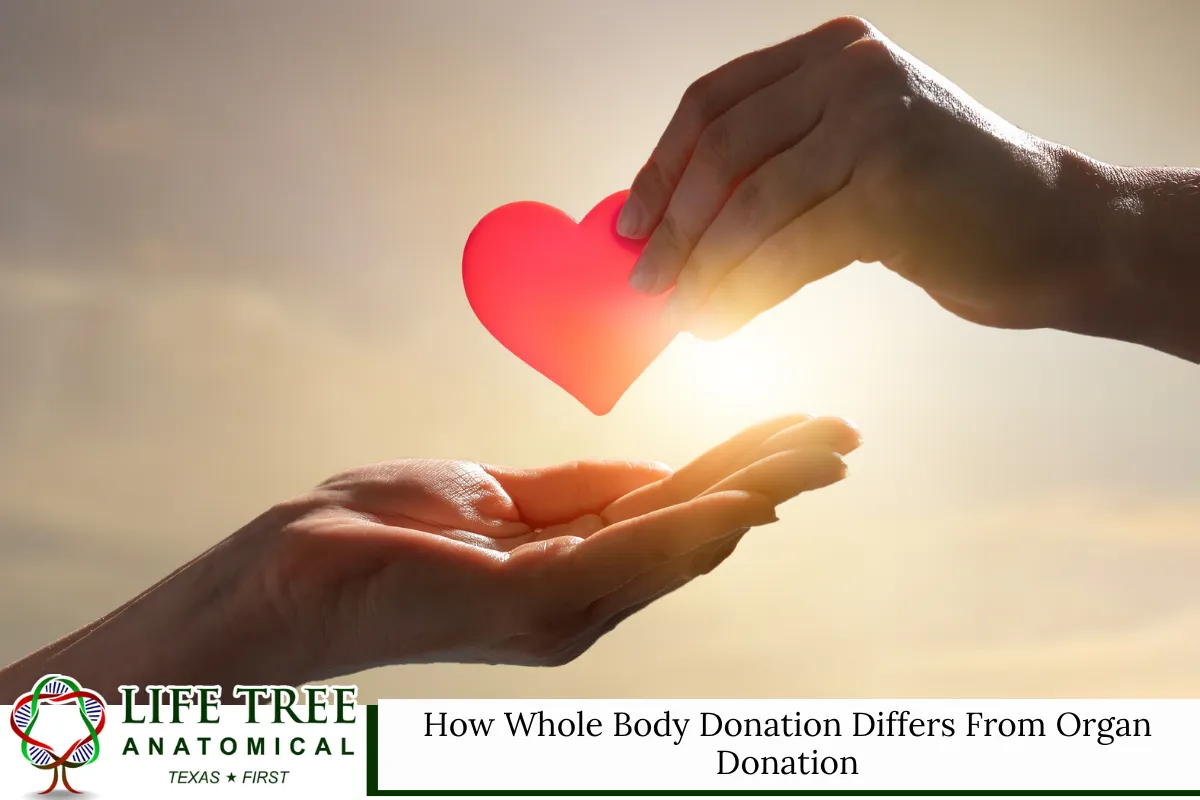 How Whole Body Donation Differs From Organ Donation