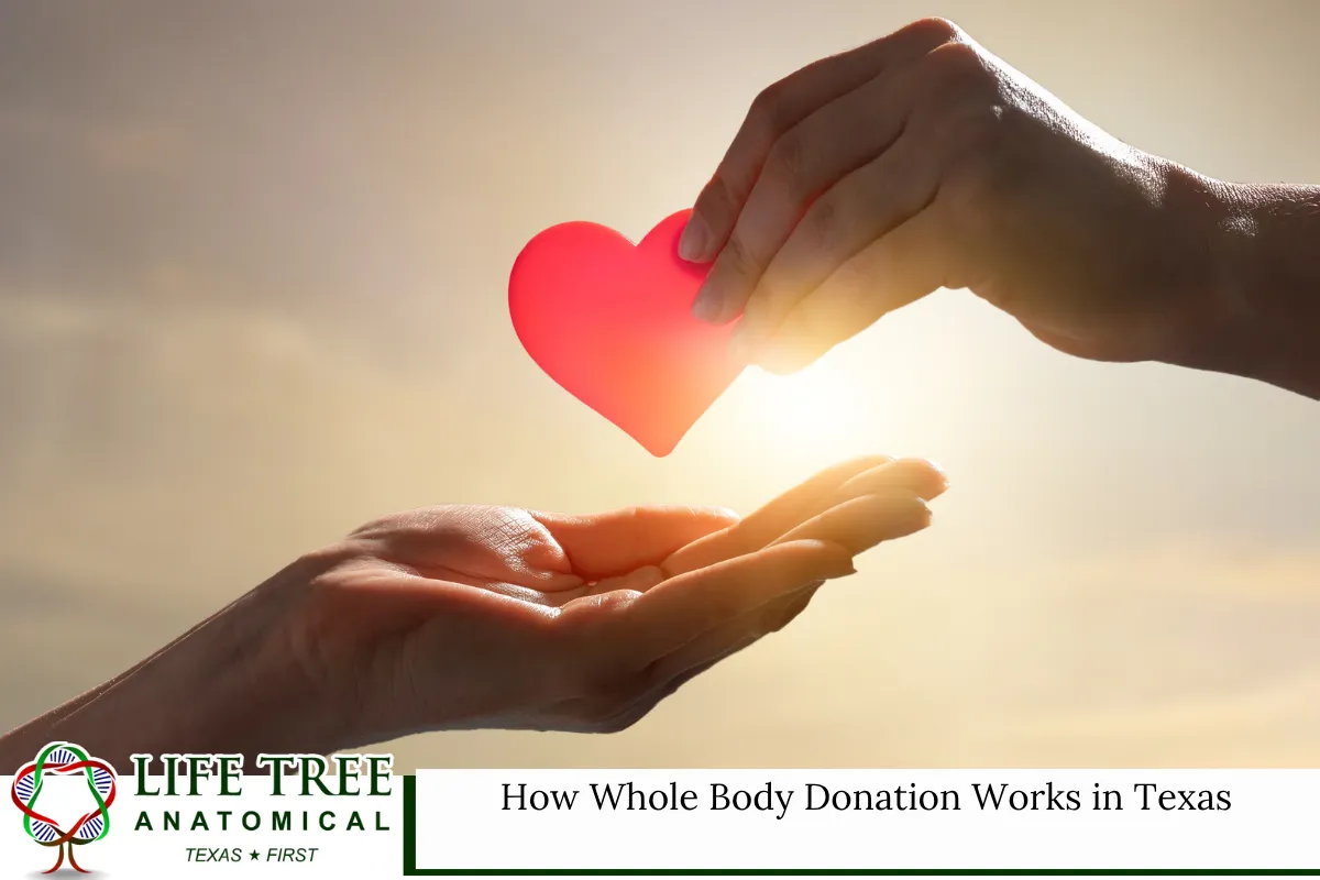 How Whole Body Donation Works in Texas