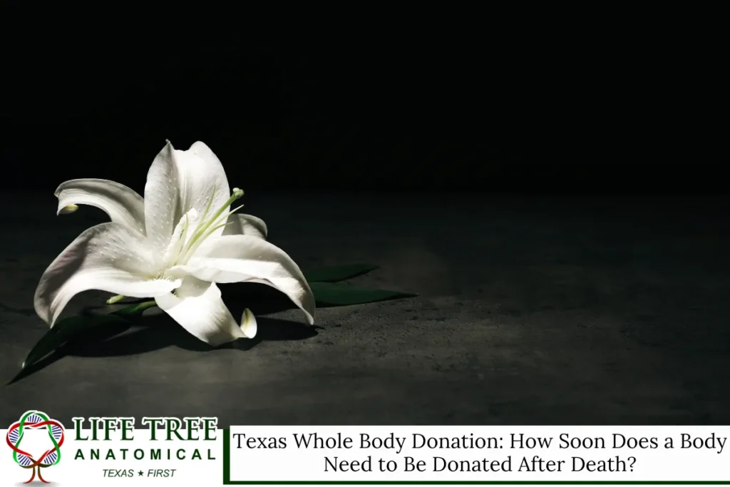 Texas Whole Body Donation How Soon Does a Body Need to Be Donated After Death