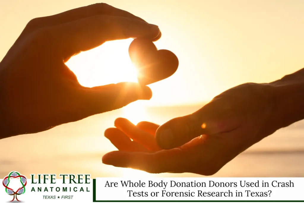Are Whole Body Donation Donors Used in Crash Tests or Forensic Research in Texas?