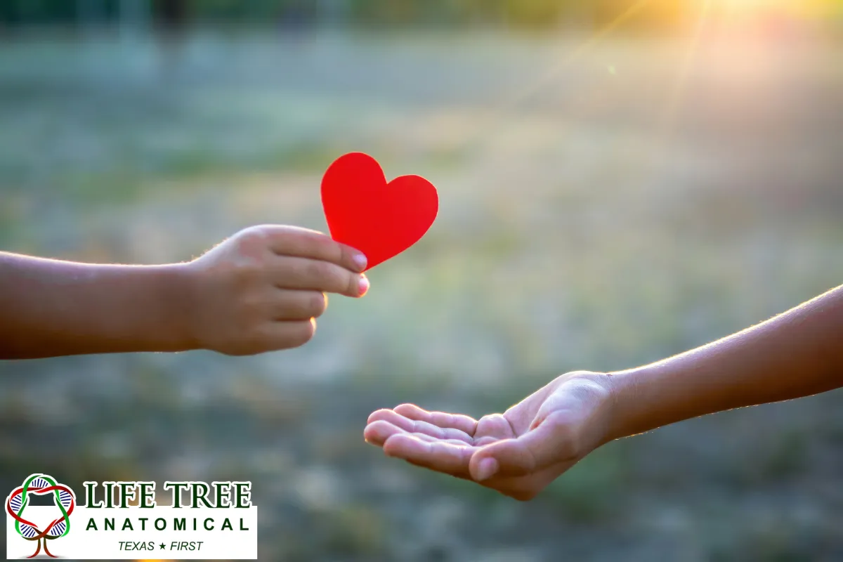 How Texas Law Classifies a Donated Body