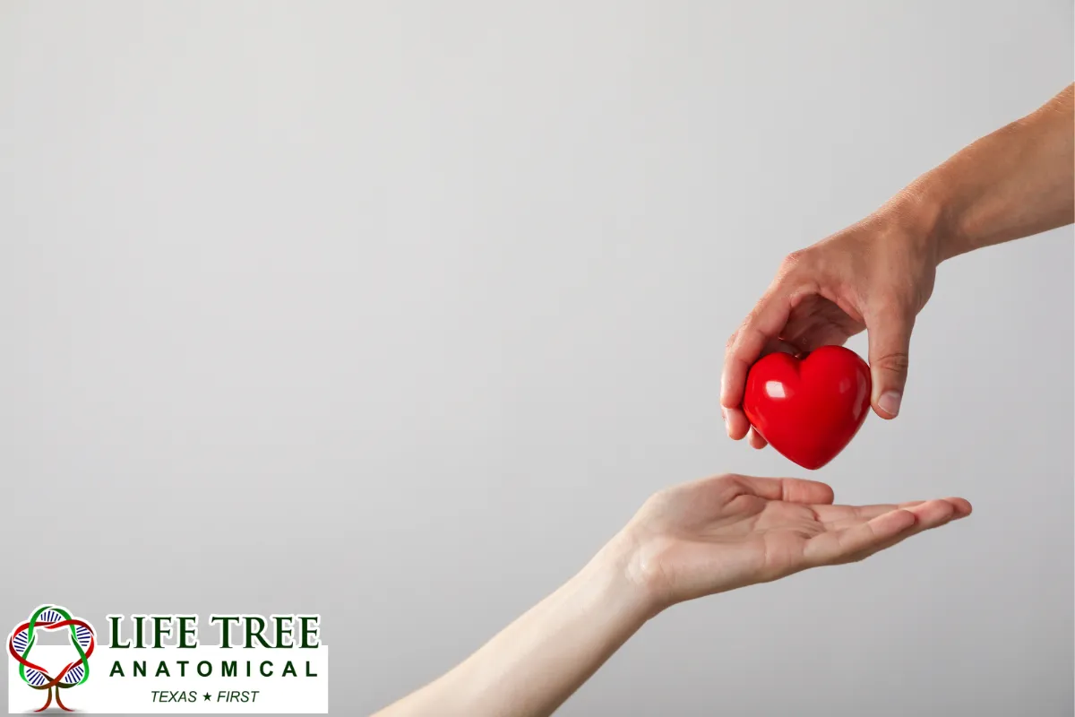 The Difference Between Organ Donation and Donating the Entire Body