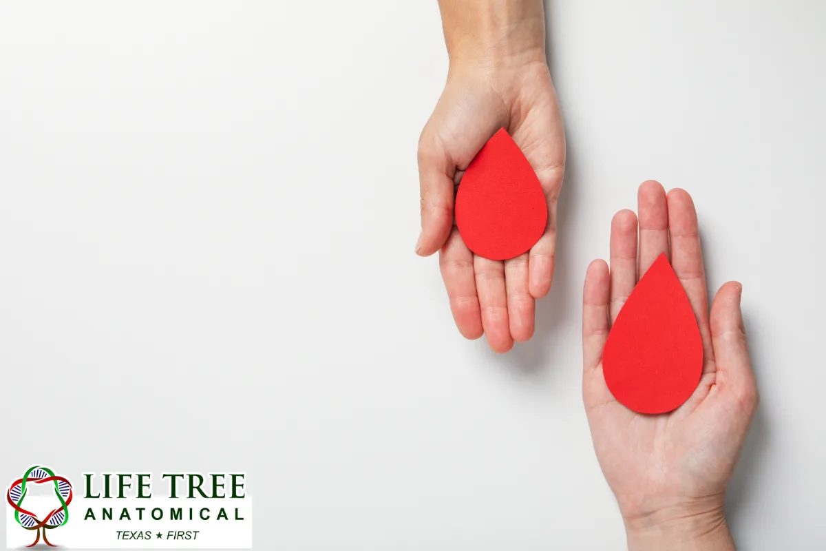 What a Willed Body Program May Do With the Donation