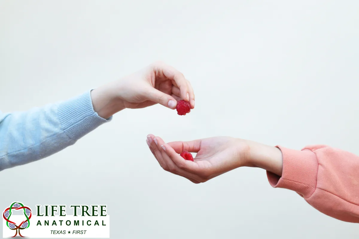 Whole-Body Donation Is Different From Organ Donation 
