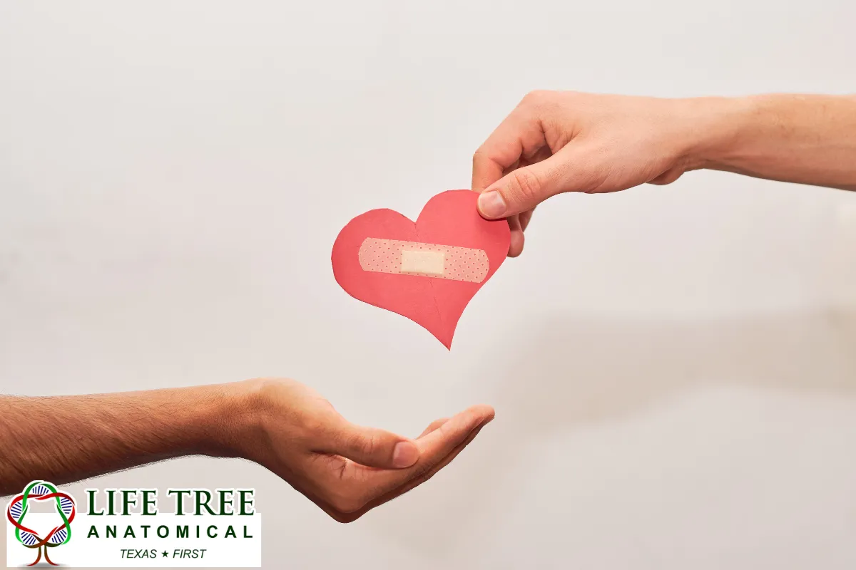 Comparing Whole Body Donation and Organ Donation for Texans Over 90